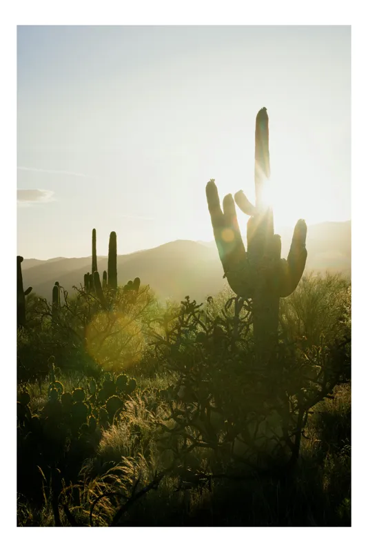 Tablou Canvas, "Răsărit printre cactușii deșertici", Soare, Apus, Cactuș, Siluetă, Deșert, Lumină, Peisaj, Natură, Arid, Tranquilitate, 39 x 54 cm