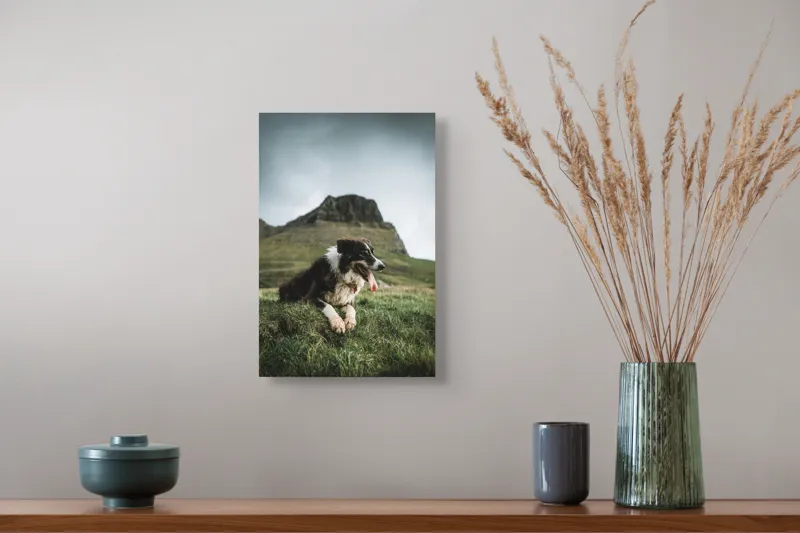 Tablou Canvas, "Câine odihnindu-se în munți verzi", Câine, Peisaj, Munte, Iarbă, Cer Înnorat, Relaxare, Natură, Blană, Limbă, Privind, Stâncă., 26 x 39 cm – poza 5