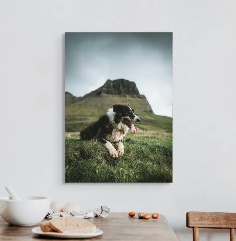 Tablou Canvas, "Câine odihnindu-se în munți verzi", Câine, Peisaj, Munte, Iarbă, Cer Înnorat, Relaxare, Natură, Blană, Limbă, Privind, Stâncă., 50 x 70 cm – poza 3