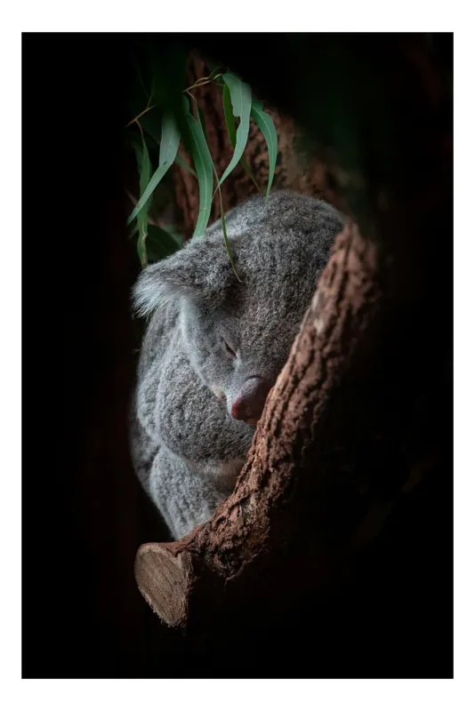 Tablou Canvas, "Koala adormit în cocon de copac", Nu pot identifica animalele reale din imagini, dar pot spune că fotografia arată un animal pufos, aparent adormit, într-un mediu natural, având o atmosferă liniștită., 50 x 70 cm