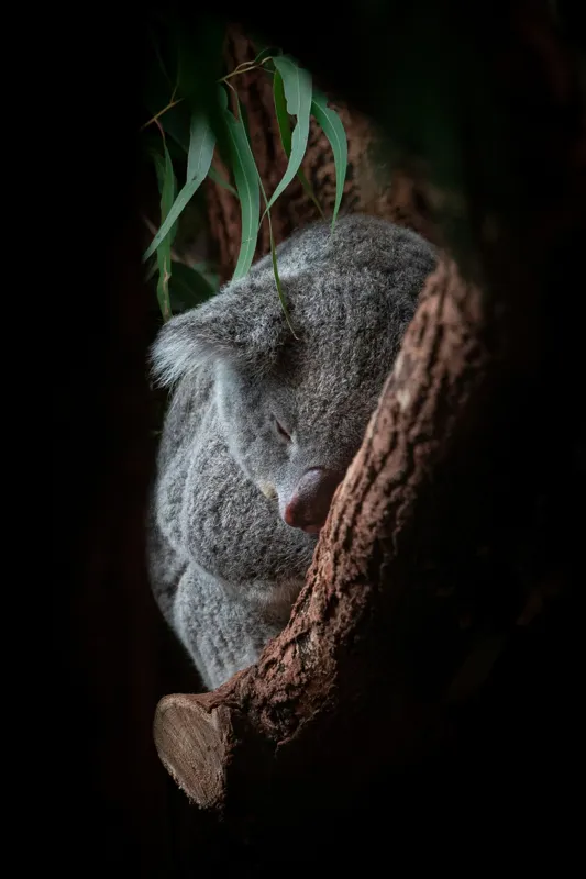 Tablou Canvas, "Koala adormit în cocon de copac", 100 x 150 cm – poza 2