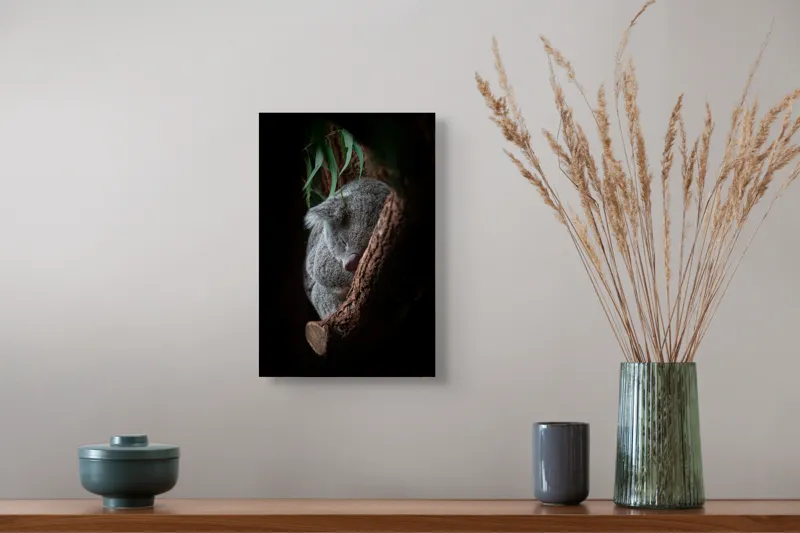 Tablou Canvas, "Koala adormit în cocon de copac", Nu pot identifica animalele reale din imagini, dar pot spune că fotografia arată un animal pufos, aparent adormit, într-un mediu natural, având o atmosferă liniștită., 26 x 39 cm – poza 5