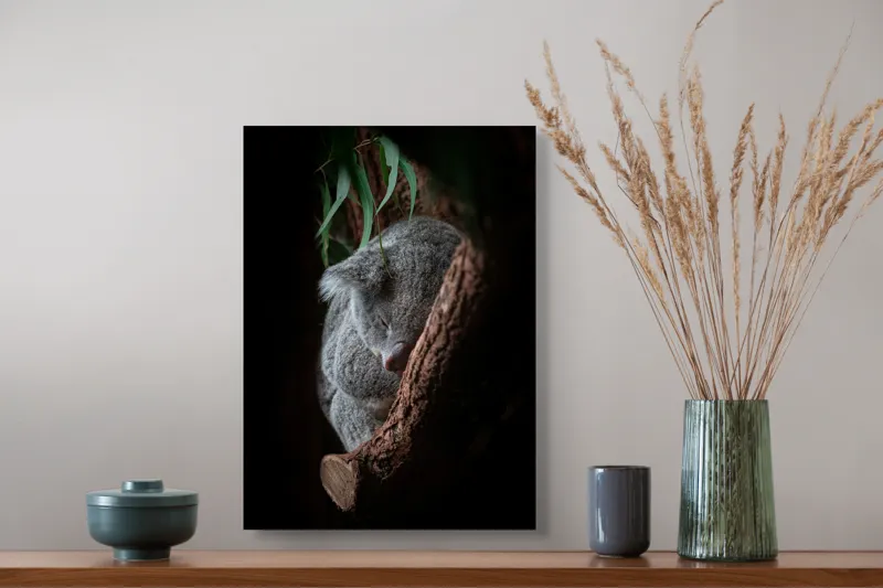 Tablou Canvas, "Koala adormit în cocon de copac", 39 x 54 cm – poza 3