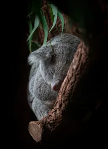 Tablou Canvas, "Koala adormit în cocon de copac", 39 x 54 cm – poza 2