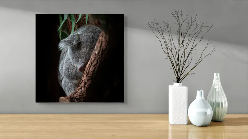 Tablou Canvas, "Koala adormit în cocon de copac", 50 x 50 cm – poza 3