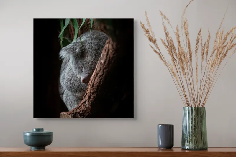 Tablou Canvas, "Koala adormit în cocon de copac", 50 x 50 cm – poza 4