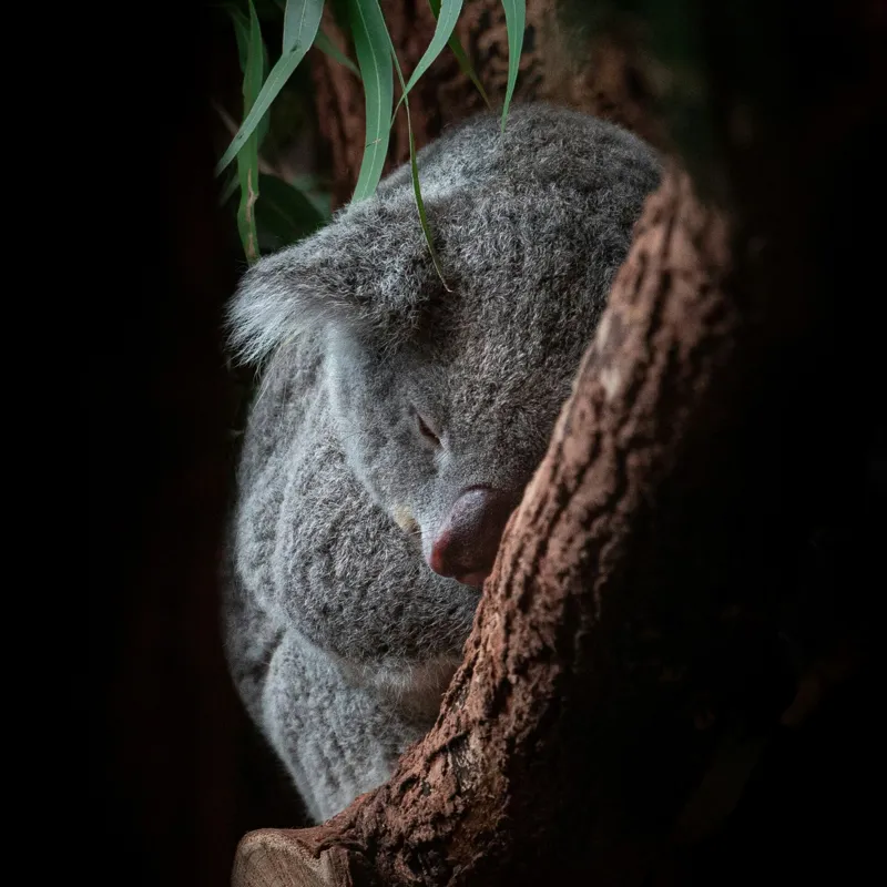 Tablou Canvas, "Koala adormit în cocon de copac", 50 x 50 cm – poza 2
