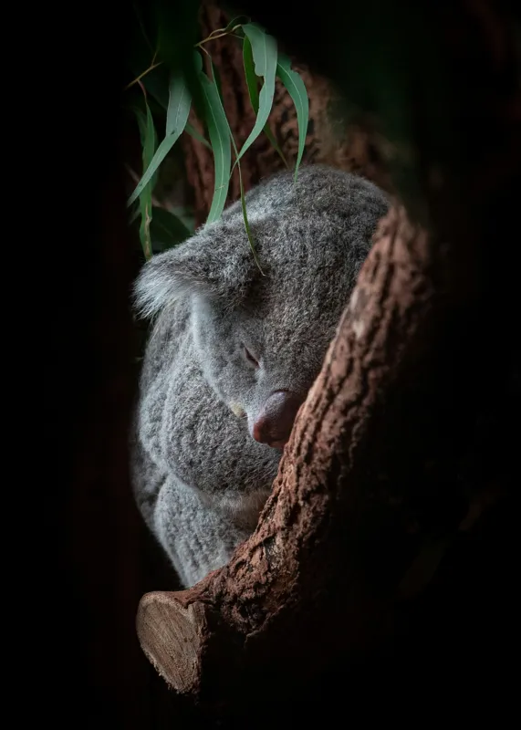 Tablou Canvas, "Koala adormit în cocon de copac", 50 x 70 cm – poza 2