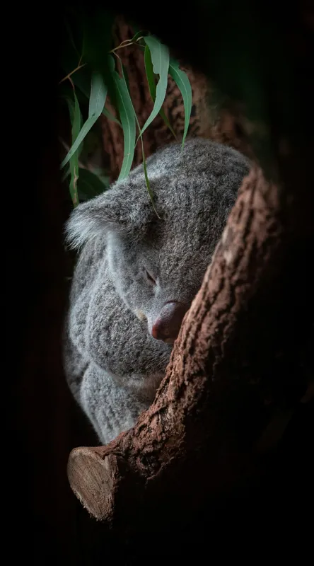 Tablou Canvas, "Koala adormit în cocon de copac", 50 x 90 cm – poza 2