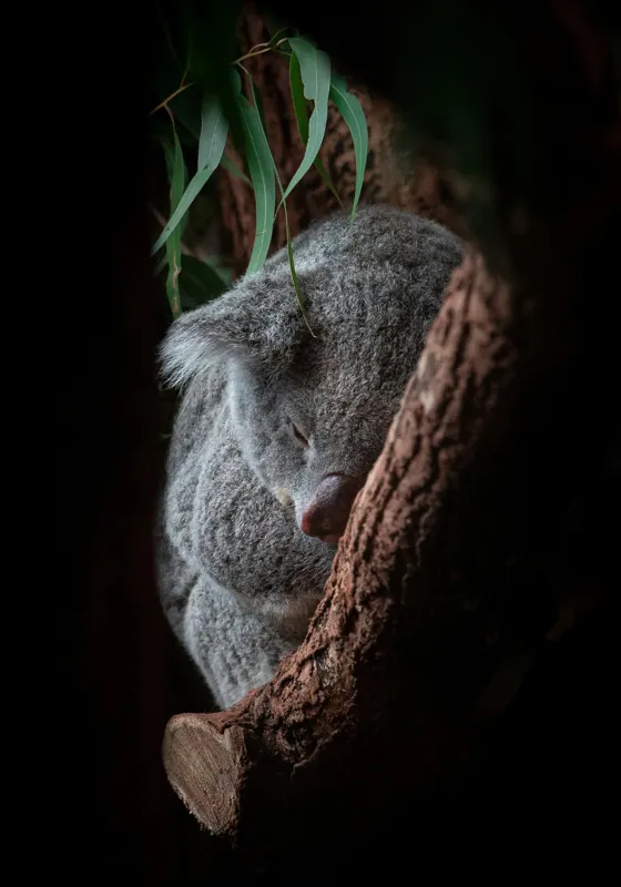 Tablou Canvas, "Koala adormit în cocon de copac", 70 x 100 cm – poza 2