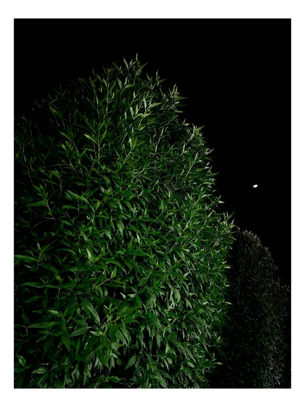 Tablou Canvas, "Arta nopții în verde profund", Frunze, Verde, Cer, Noapte, Umbre, Lumină, Mister, Natură, Contrast, Serenitate, 100 x 150 cm