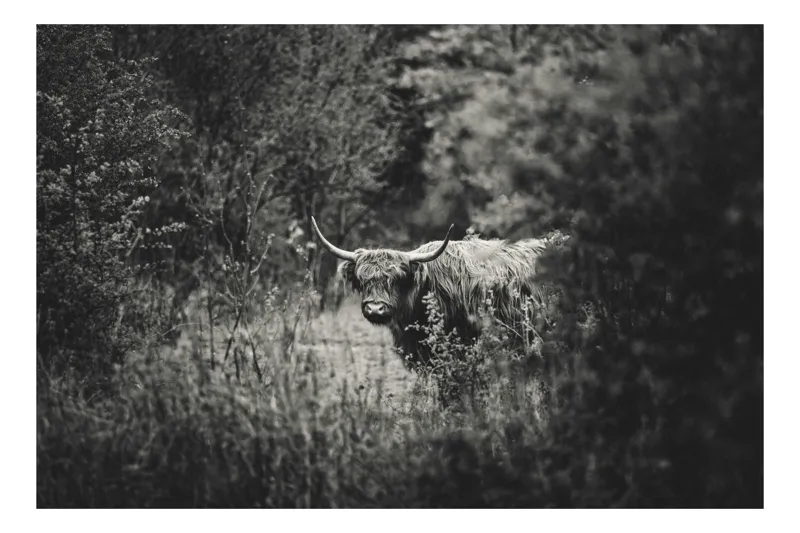 Tablou Canvas, "Bivol într-o pădure misterioasă", Cow, Forest, Bushes, Monochrome, Nature, Wilderness, Horns, Grazing, Dense, Foliage, 100 x 70 cm