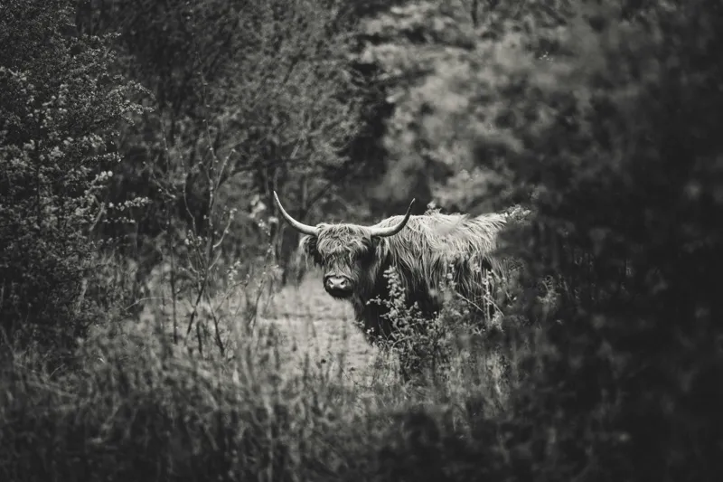 Tablou Canvas, "Bivol într-o pădure misterioasă", Cow, Forest, Bushes, Monochrome, Nature, Wilderness, Horns, Grazing, Dense, Foliage, 39 x 26 cm – poza 2