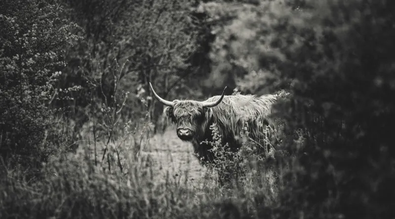 Tablou Canvas, "Bivol într-o pădure misterioasă", Cow, Forest, Bushes, Monochrome, Nature, Wilderness, Horns, Grazing, Dense, Foliage, 90 x 50 cm – poza 2