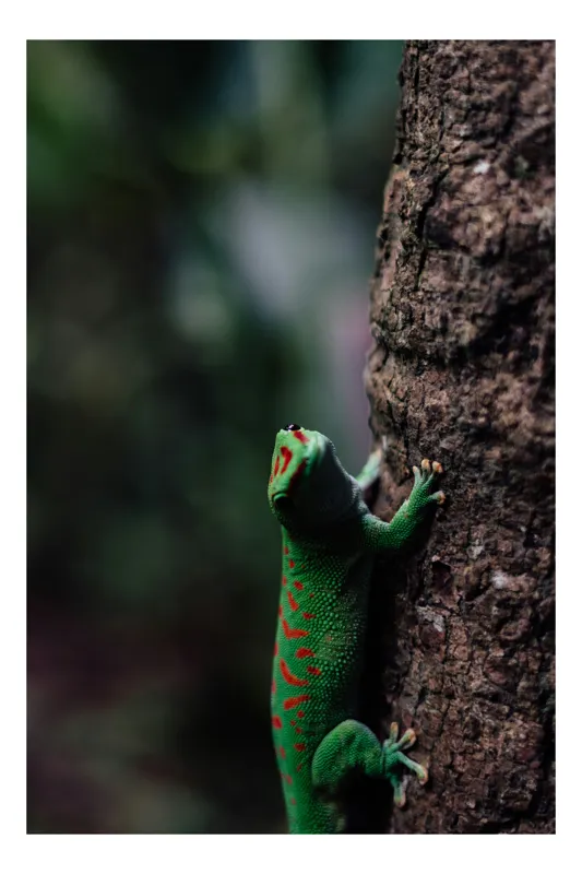 Tablou Canvas, "Gecko verde pe trunchi de copac", Verde, Soparla, Scoarta, Texturi, Detalii, Natura, Camuflaj, 50 x 50 cm