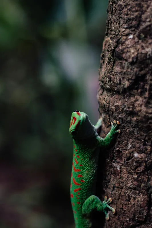 Tablou Canvas, "Gecko verde pe trunchi de copac", Verde, Soparla, Scoarta, Texturi, Detalii, Natura, Camuflaj, 26 x 39 cm – poza 2