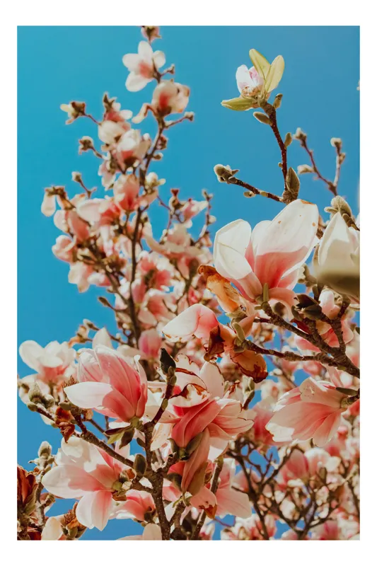 Tablou Canvas, "Magnolii înflorite sub cerul albastru", Magnolie, Albastru, Cer, Flori, Ramuri, Primăvară, Delicatețe, Natură, Petale, Lumina, Înflorire, 39 x 54 cm