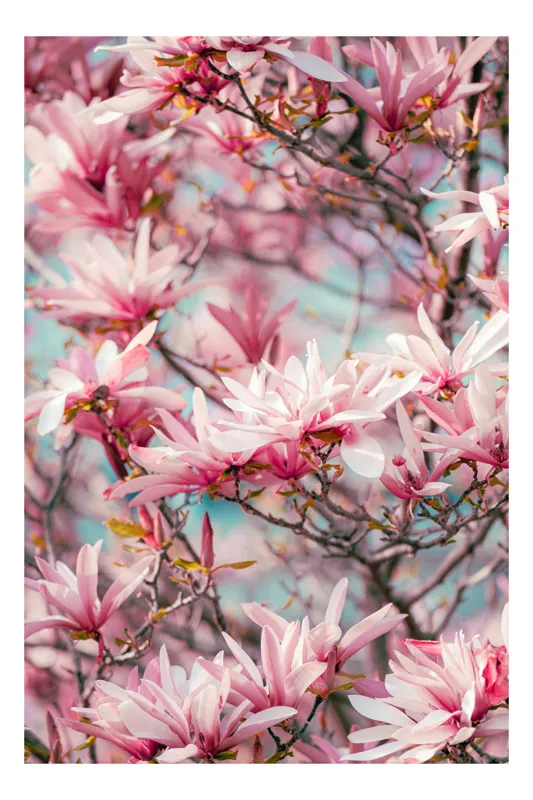 Tablou Canvas, "Magnolii înflorite sub cer senin", Flori, Roz, Delicate, Ramuri, Primăvară, 70 x 100 cm