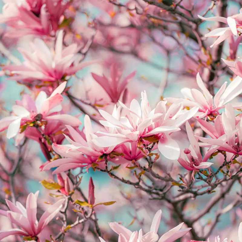 Tablou Canvas, "Magnolii înflorite sub cer senin", Flori, Roz, Delicate, Ramuri, Primăvară, 50 x 50 cm – poza 2