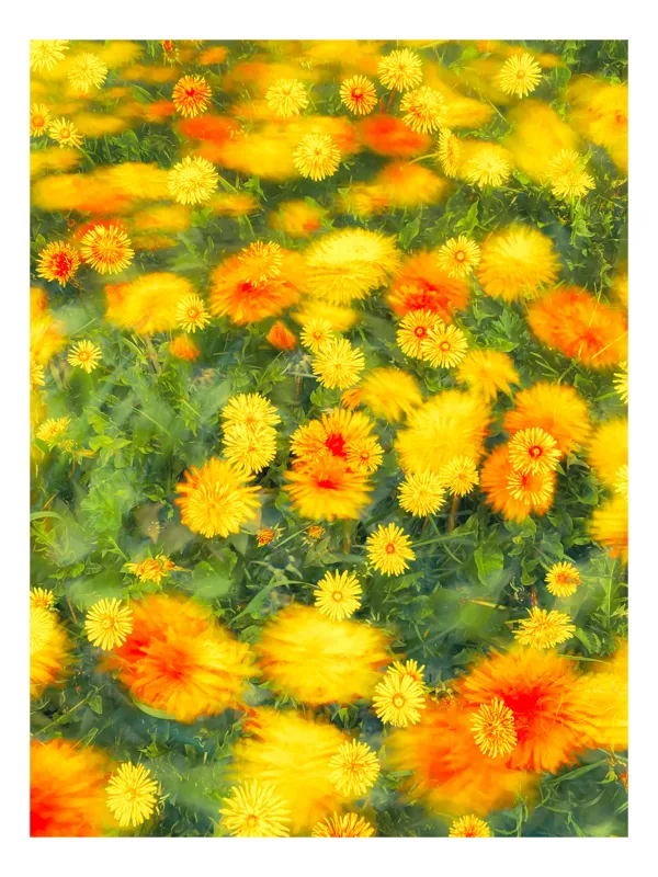 Tablou Canvas, "Dansul florilor în vântul verii", Flori, Galbene, Portocalii, Verde, Estompate, Luminoase, Strălucitoare, Delicate, Naturale, Vesele, 39 x 54 cm