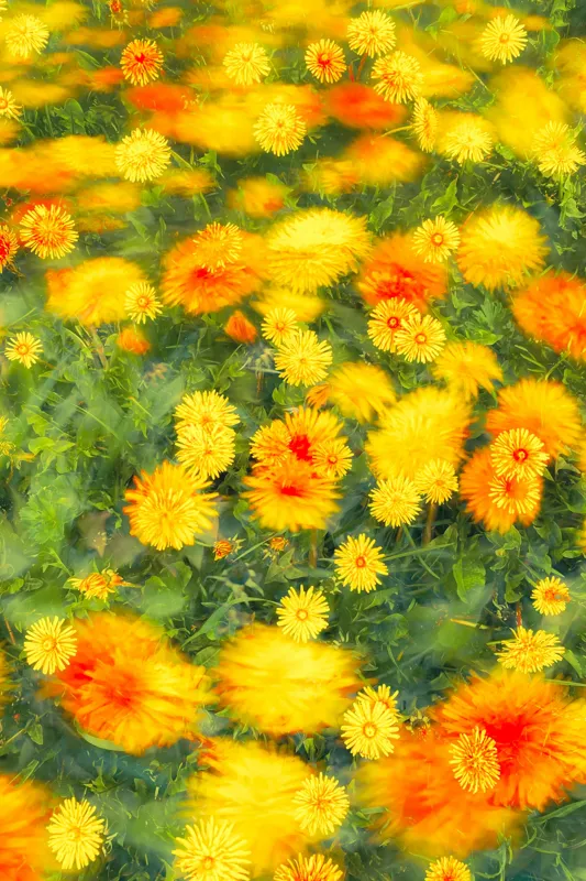Tablou Canvas, "Dansul florilor în vântul verii", Flori, Galbene, Portocalii, Verde, Estompate, Luminoase, Strălucitoare, Delicate, Naturale, Vesele, 26 x 39 cm – poza 2