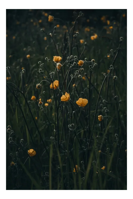 Tablou Canvas, "Floarea soarelui in amurgul tainic", Flori, Galben, Verde, Întuneric, Tulpini, Natural, Grădină, Subtil, Primăvară, Campestru, 70 x 100 cm