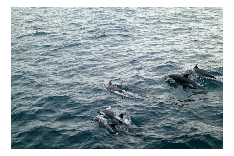 Tablou Canvas, "Delfinii dansează pe valurile oceanului", Delfini, Ocean, Alergați, Libertate, Apă, Valuri, Sălbăticie, Grup, Natație, 100 x 100 cm