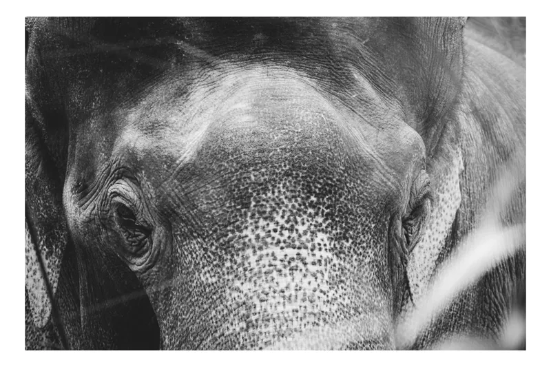 Tablou Canvas, "Privirea unui elefant contemplativ", Elefant, Ochi, Textură, Piele, Alb-Negru, Privire, Detalii, Captivant, Profund, Impresionant, 100 x 70 cm