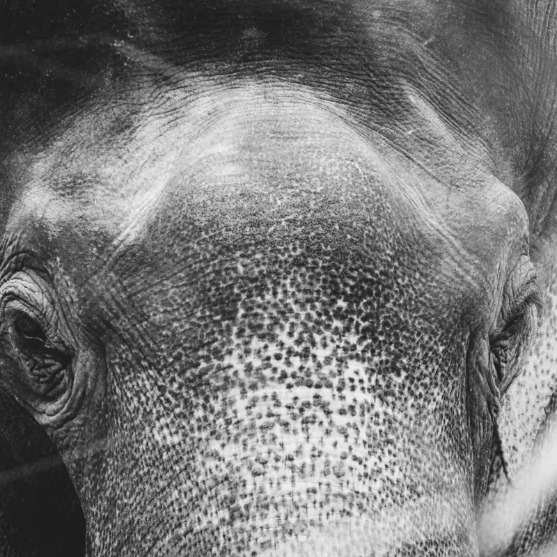 Tablou Canvas, "Privirea unui elefant contemplativ", Elefant, Ochi, Textură, Piele, Alb-Negru, Privire, Detalii, Captivant, Profund, Impresionant, 100 x 100 cm – poza 2