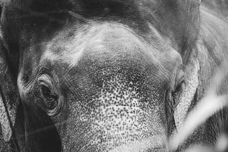 Tablou Canvas, "Privirea unui elefant contemplativ", Elefant, Ochi, Textură, Piele, Alb-Negru, Privire, Detalii, Captivant, Profund, Impresionant, 39 x 26 cm – poza 2