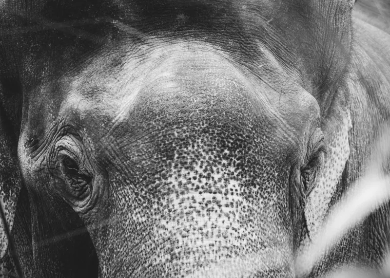 Tablou Canvas, "Privirea unui elefant contemplativ", Elefant, Ochi, Textură, Piele, Alb-Negru, Privire, Detalii, Captivant, Profund, Impresionant, 70 x 50 cm – poza 2