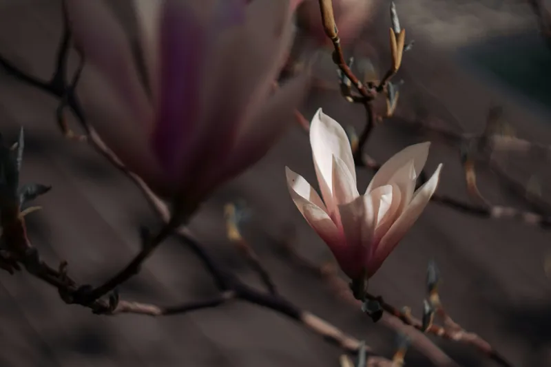 Tablou Canvas, "Misterul florilor de magnolie în amurg", Flori, Lumină, Rădăcini, Delicatețe, Primăvară, Natură, Blândețe, 39 x 26 cm – poza 2