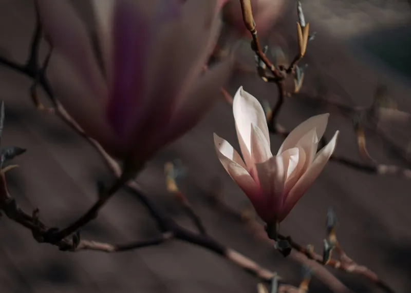 Tablou Canvas, "Misterul florilor de magnolie în amurg", Flori, Lumină, Rădăcini, Delicatețe, Primăvară, Natură, Blândețe, 70 x 50 cm – poza 2