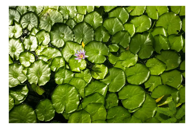 Tablou Canvas, "Unică floare printre frunze verzi", Frunze, Lumină, Apă, Floare, Verde, Reflexii, Natură, Serenitate., 90 x 50 cm