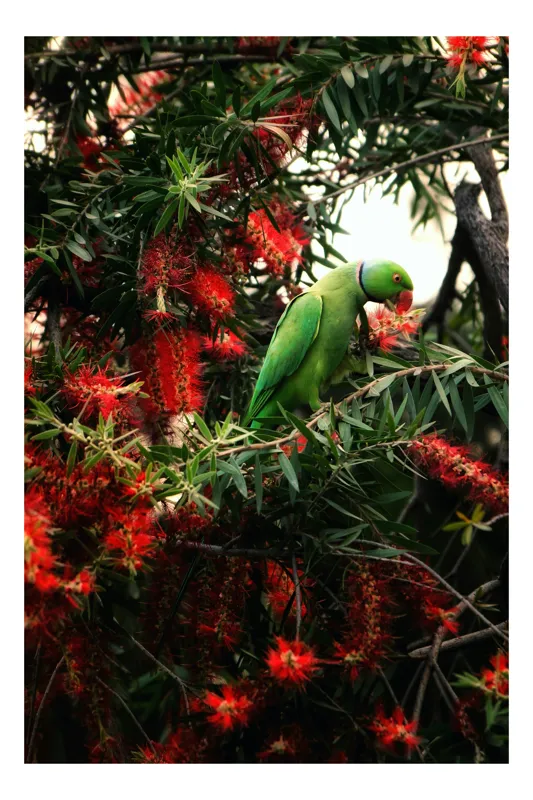 Tablou Canvas, "Papagalul colorat printre flori roșii", Papagal, Verde, Ramuri, Flori, Rosii, Frunze, Arbori, Natura, Vivid, Exotic, 26 x 39 cm