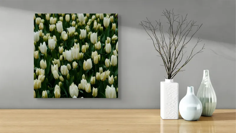Tablou Canvas, "Câmp de lalele albe înflorite", Flori, Lalele, Albe, Mulțime, Verdeață, Primăvară, Grădină, Prospețime, Eleganță, Naturalețe, 50 x 50 cm – poza 3
