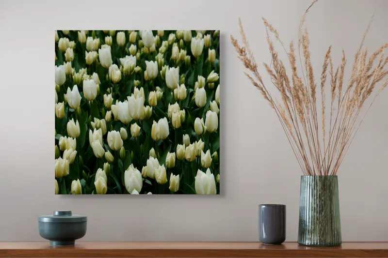 Tablou Canvas, "Câmp de lalele albe înflorite", Flori, Lalele, Albe, Mulțime, Verdeață, Primăvară, Grădină, Prospețime, Eleganță, Naturalețe, 50 x 50 cm – poza 4