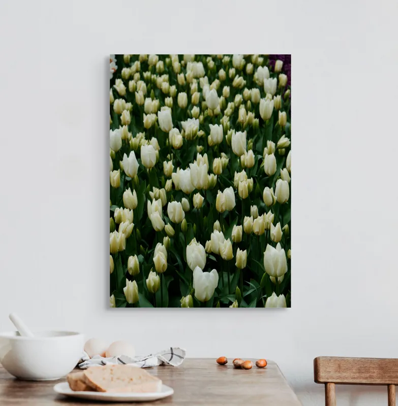 Tablou Canvas, "Câmp de lalele albe înflorite", Flori, Lalele, Albe, Mulțime, Verdeață, Primăvară, Grădină, Prospețime, Eleganță, Naturalețe, 50 x 70 cm – poza 3
