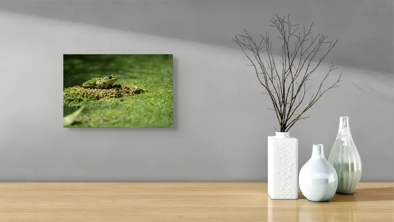 Tablou Canvas, "Broasca pe covorul verde al apei", Broască, Verde, Alge, Apă, Natură, Camuflaj, Textură, Lumină, Habitat, Amfibian., 39 x 26 cm – poza 8