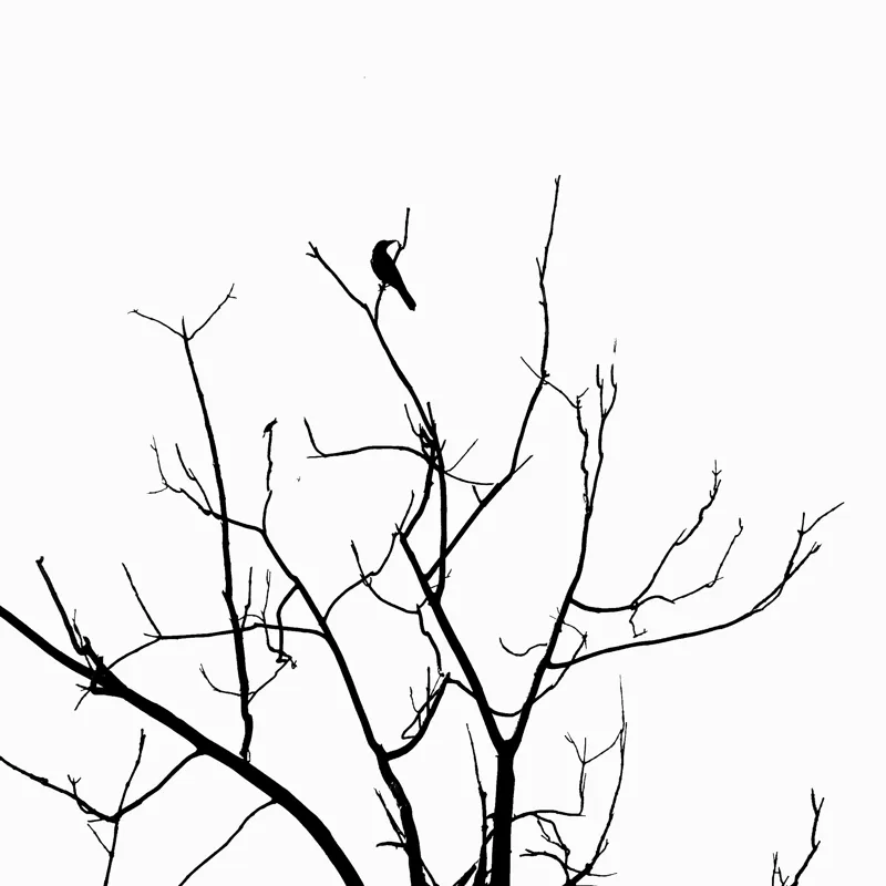 Tablou Canvas, "Pasărea singuratică în zare albă", Ramură, Siluetă, Pasăre, Cer, Contrast, Natură, Minimalism, Linie., 100 x 100 cm – poza 2