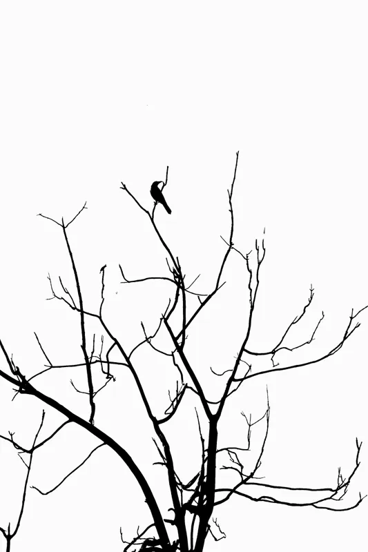 Tablou Canvas, "Pasărea singuratică în zare albă", Ramură, Siluetă, Pasăre, Cer, Contrast, Natură, Minimalism, Linie., 100 x 150 cm – poza 2