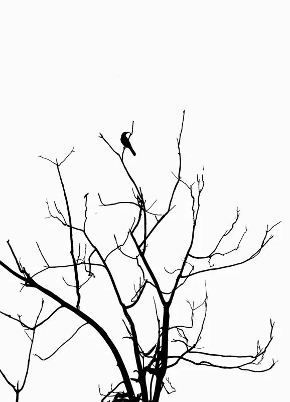 Tablou Canvas, "Pasărea singuratică în zare albă", Ramură, Siluetă, Pasăre, Cer, Contrast, Natură, Minimalism, Linie., 39 x 54 cm – poza 2