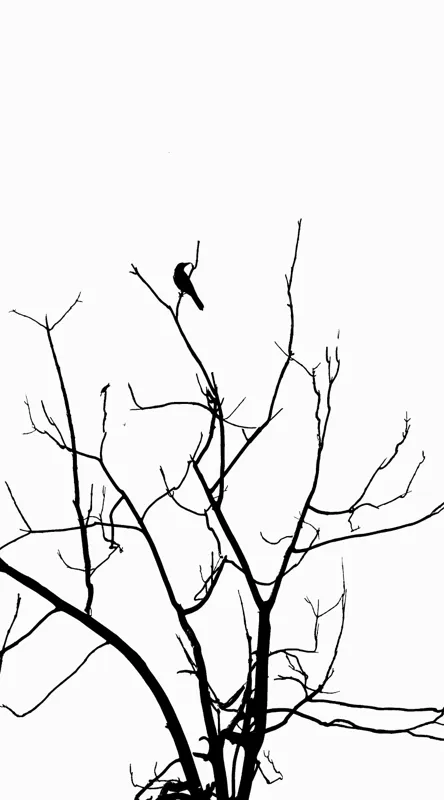 Tablou Canvas, "Pasărea singuratică în zare albă", Ramură, Siluetă, Pasăre, Cer, Contrast, Natură, Minimalism, Linie., 50 x 90 cm – poza 2