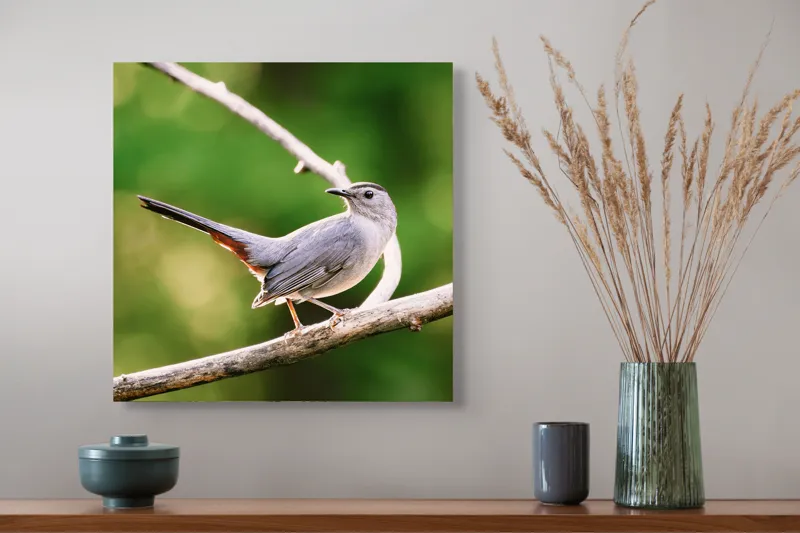 Tablou Canvas, "Păsărea cenușie printre ramuri subțiri", Pasăre, Ramură, Verdeață, Coadă, Penaj, Ochi, Natură, Frumusețe, 50 x 50 cm – poza 4