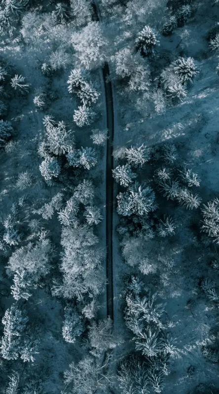 Tablou Canvas, "Cărare prin pădurea de iarnă", Cale, Înghețată, Arbori, Zăpadă, Rece, Natură, Pădure, Iarnă, Frig, Peisaj, Linia, Întunecat, Albastru, Contrast, Vedere., 50 x 90 cm – poza 2