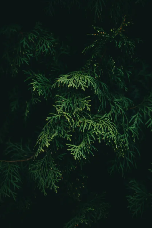 Tablou Canvas, "Frumusețea misterioasă a frunzelor de conifer", Verde, Frunze, Întuneric, Natură, Mister, Contrast, Liniște, 26 x 39 cm – poza 2