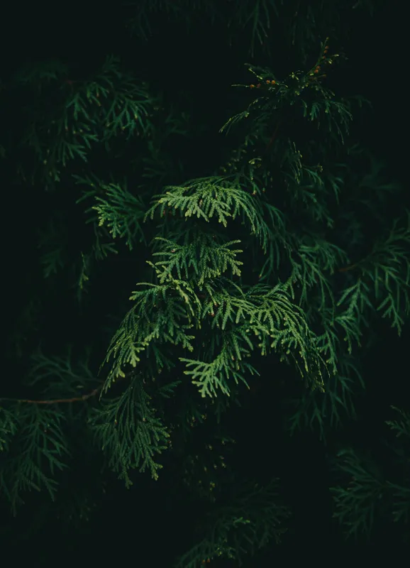 Tablou Canvas, "Frumusețea misterioasă a frunzelor de conifer", Verde, Frunze, Întuneric, Natură, Mister, Contrast, Liniște, 39 x 54 cm – poza 2