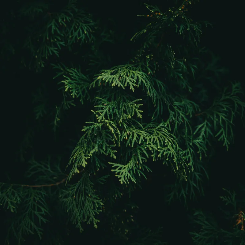 Tablou Canvas, "Frumusețea misterioasă a frunzelor de conifer", Verde, Frunze, Întuneric, Natură, Mister, Contrast, Liniște, 50 x 50 cm – poza 2