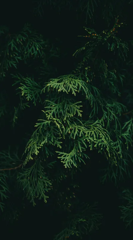 Tablou Canvas, "Frumusețea misterioasă a frunzelor de conifer", Verde, Frunze, Întuneric, Natură, Mister, Contrast, Liniște, 50 x 90 cm – poza 2
