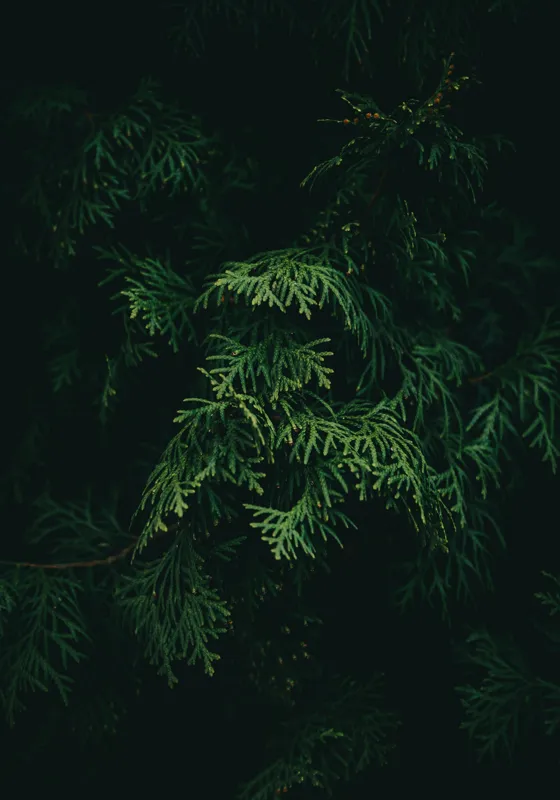 Tablou Canvas, "Frumusețea misterioasă a frunzelor de conifer", Verde, Frunze, Întuneric, Natură, Mister, Contrast, Liniște, 70 x 100 cm – poza 2